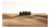 Tablou Canvas, "Tăr&acirc;mul solemn al chiparoșilor solitari", Grup, Copaci, Dealuri, Pustie, Serenitate, Natură, Peisaj, Minimalism, Izolare, Liniște, 39