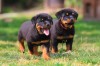 Vand pui catelusi, rasa Rottweiler,masculi si femele., #1 All Systems