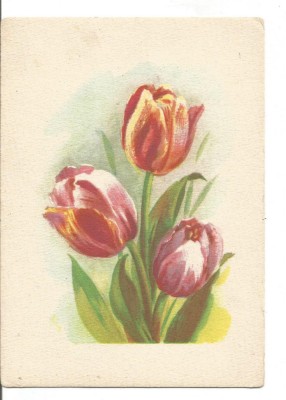 carte postala-FLORI -lalele foto