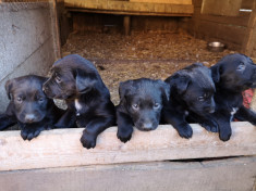 Pui Labrador Retriever foto