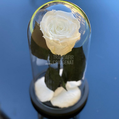 Trandafir Criogenat alb pur &amp;Oslash;6,5cm in cupola sticla 10x20cm foto