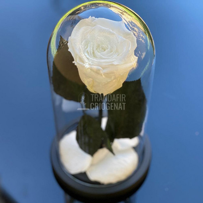 Trandafir Criogenat alb pur &Oslash;6,5cm in cupola sticla 10x20cm