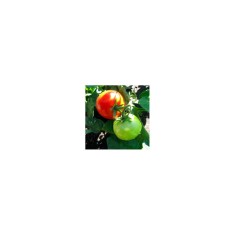 Planta Roșii hoffmans rentita, planta pomodoro hoffmans rentita, ghiveci de 10 cm