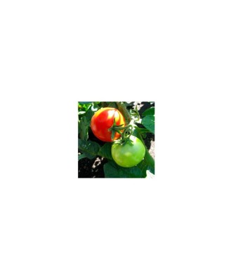Planta Roșii hoffmans rentita, planta pomodoro hoffmans rentita, ghiveci de 10 cm foto