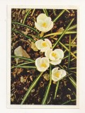 FA67-Carte Postala- RUSIA - Flori, Primrose, necirculata 1965