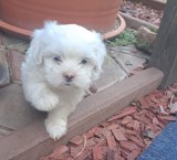 Bichon havanez 3 fetite