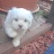 Bichon havanez 3 fetite
