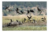 Tablou Canvas, "Hipopotam și păsări &icirc;n savană africană", Hipopotam, Păsări, Apă, Natură, Zbor, C&acirc;mpie, Cer, Animale, Wild, Peisaj, Verde, Habitat, Stu