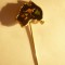 Insigna Turistica Australia - Harta , cangur - metal si email , L=1,8cm