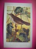 HOPCT 6271 LOCUSTELLA NAEVIA NAEVIA -PASARI-FAUNA EUROPA-CP CHROMO LITHO -MUZEUL REGAL STIINTE NATURALE BELGIA-NECIRCULATA, Printata