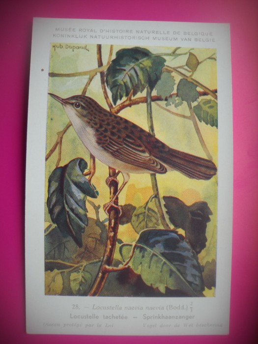 HOPCT 6271 LOCUSTELLA NAEVIA NAEVIA -PASARI-FAUNA EUROPA-CP CHROMO LITHO -MUZEUL REGAL STIINTE NATURALE BELGIA-NECIRCULATA