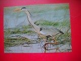 HOPCT 14855 STARC CENUSIU- ARDEA CINERIA -- PASARI -FAUNA - -NECIRCULATA