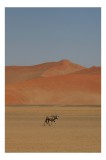 Tablou Canvas, "Oryx singur &icirc;n deșertul arid", Deșert, Antilopă, Dune, Singurătate, Cer, Ariditate, Natură, Savană., 26 x 39 cm, CMCLASS
