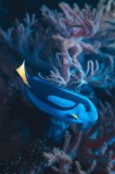 Tablou Canvas, "Peștișor azuriu &icirc;n ad&acirc;ncurile oceanului", Albastru, Vibrant, Coral, Acvatic, &Icirc;notător, Oceanic, Exotism, Grație, Eleganță, Natură, 26