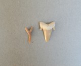 Otodus obliquus, Lamna macrota dinti de rechin fosili Eocen (Ypresian) Maroc
