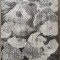 Cornelia Ghiata, expozitie retrospectiva de tapiserie 1974