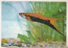 Bnk cp Constanta - Acvariu - Xiphophorus Helleri - Pesti - necirculata, Printata