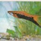 bnk cp Constanta - Acvariu - Xiphophorus Helleri - Pesti - necirculata