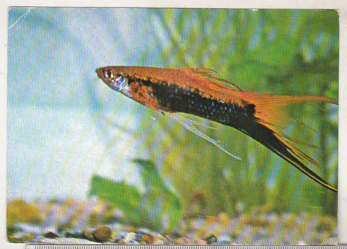bnk cp Constanta - Acvariu - Xiphophorus Helleri - necirculata