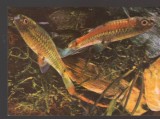 CPIB 24996 CARTE POSTALA - ACVARIU CONSTANTA. BARBUS BIMACULATUS, NECIRCULATA