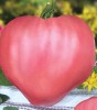 Seminte Tomate Inima de Bou Roz (Rozov Dar) - Gust Autentic, Traditional, Fructe Gigant 400-1000g