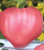 50seminte tomate Inima de Bou roz - Gustul de altadata, traditional si autentic!