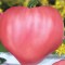 50seminte tomate Inima de Bou roz - Gustul de altadata, traditional si autentic!