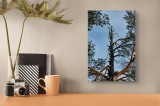Tablou Canvas, "Arborele solitar al cerului albastru", Pin, Cer, Ramuri, Natura, Inaltime, Lumina, Frumusete, Peisaj., 26 x 39 cm, CMCLASS