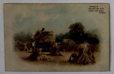 SCENA LA CULESUL FANULUI , IN ANGLIA , CROMOLITOGRAFIE , CARTE POSTALA , INCEPUTUL SEC. XX foto