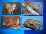 HOPCT LOT NR 445 FELINE -FAUNA -4 CARTI POSTALE-NECIRCULATE