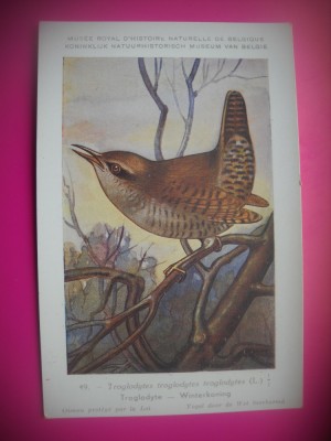 HOPCT 6260 TROGLODYTES TROGLODYTES TROGLODYTES -PASARI-FAUNA EUROPA-CP CHROMO LITHO -MUZEUL REGAL STIINTE NATURALE BELGIA-NECIRCULATA foto
