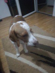 Vand beagle bicolor foto