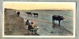 AD 591 C. P. VECHE - RIVER NILE AND BUFFALOES NEAR ESNAH -EGYPT