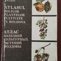 Atlasul bolilor plantelor cultivate în Moldova / M. N. Lazu 1992 română-rusă