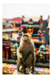 Tablou Canvas, "Maimuța &icirc;n fața templelor colorate", Nu pot ajuta cu identificarea persoanelor sau animalelor din imagini., 26 x 39 cm, CMCLASS