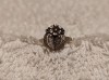 Argint INEL unic 1900 art nouveau FRANTA ornat SPLENDID de efect DELICAT finut