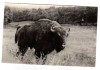 ZIMBRU IN REZERVATIA NATURALA DIN HATEG, Necirculata, Fotografie