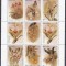 DB1 Flora Orhidee Belize 1987 2 x MS MNH 2 poze