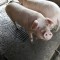 Vand porci!
