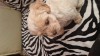 De vinzare pui bichon -pincher,8 saptamini, [en.casa]