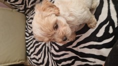 De vinzare pui bichon -pincher,8 saptamini