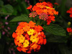 Verbena lantana 10 seminte in pachet pentru semanat foto