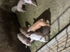 Purcei de vanzare