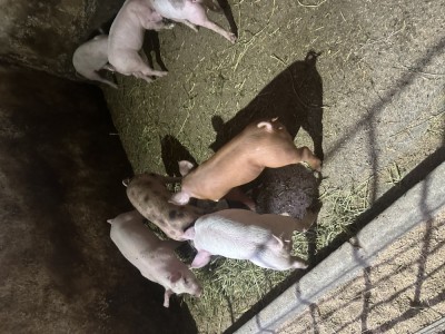 Purcei de vanzare foto