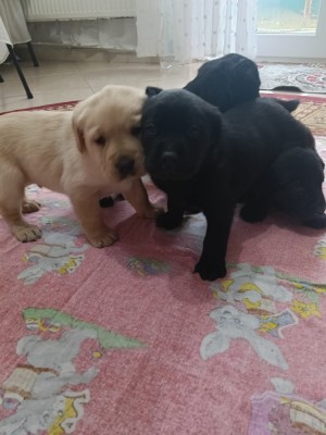 V&amp;acirc;nd pui Labrador Retriever ! foto