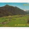 AT6 -Carte Postala-AUSTRIA- Flachau im Ennstal, circulata 1980