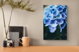 Tablou Canvas, "Vis de hortensie albastră și parfumată", Flori, Albastru, Violet, Picături, Petale, Delicat, Natură, Frumusețe, Prospețime, Textură, 2