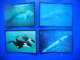 HOPCT LOT NR 22 / 4 CARTONASE - MAMIFERE MARINE / FAUNA- ITALIA