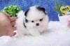 Pomeranian boo