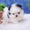 Pomeranian boo